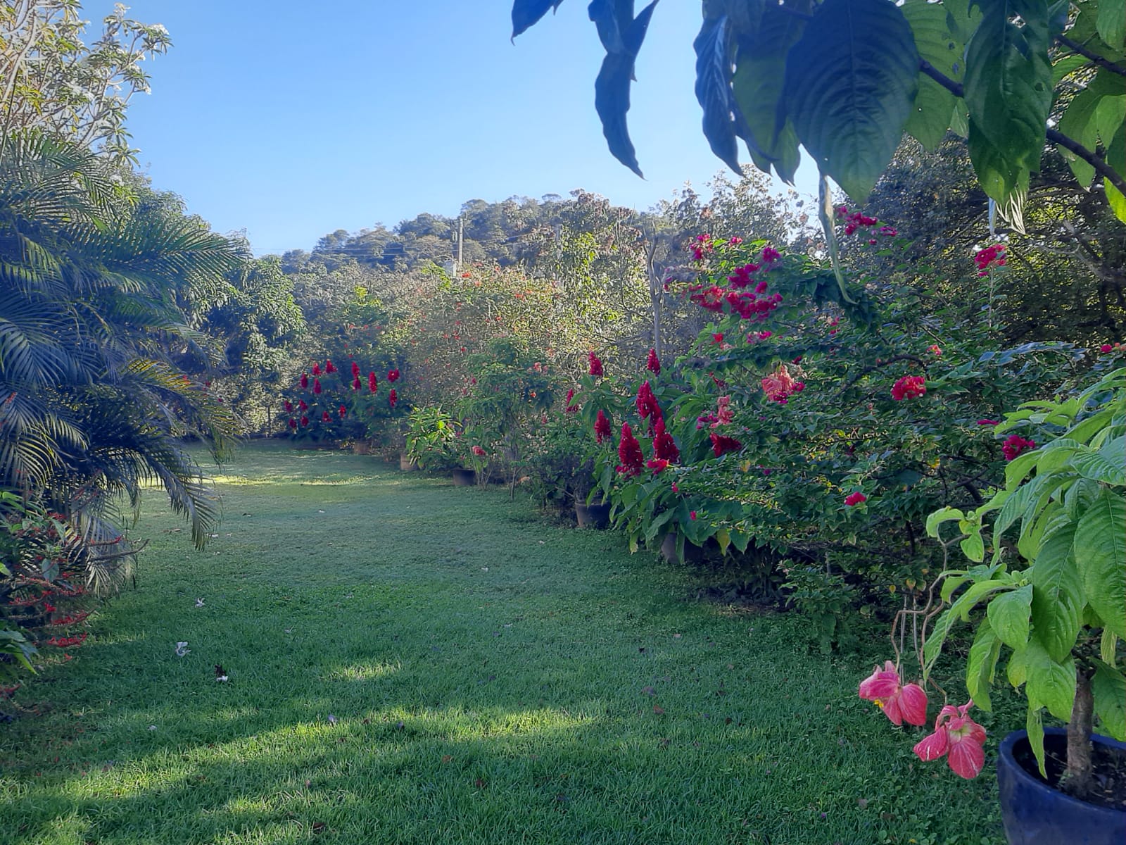 Jardim residencial